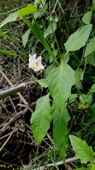 Solanum furcatum