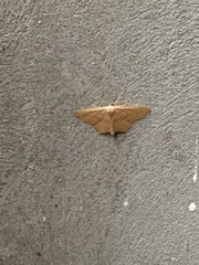 Scopula imitaria