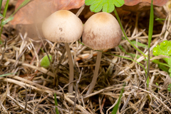 Parasola conopilea