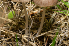 Parasola conopilea