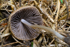 Parasola conopilea