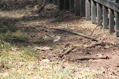 Malurus