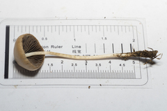 Parasola conopilea