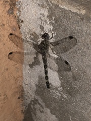 Bradinopyga geminata