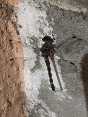 Bradinopyga geminata