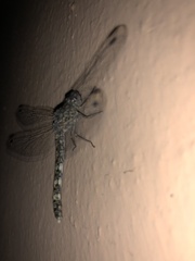 Bradinopyga geminata