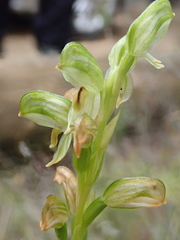Pterostylis melagramma