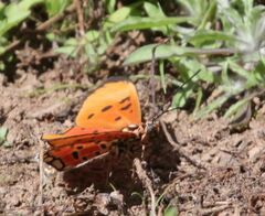 Acraea acrita ambigua