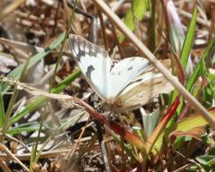 Belenois gidica abyssinica