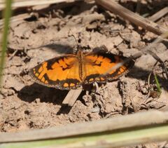 Byblia anvatara acheloia
