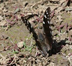 Charaxes guderiana guderiana