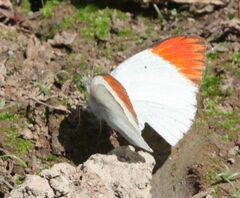 Colotis antevippe gavisa