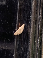 Idaea