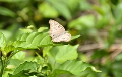 Junonia atlites