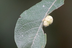 Euura pedunculi