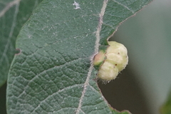 Euura pedunculi