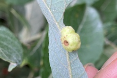 Euura pedunculi