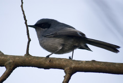 Polioptila dumicola