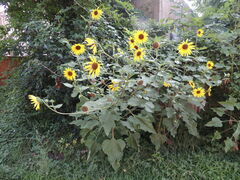 Helianthus