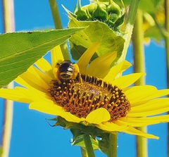 Svastra obliqua obliqua