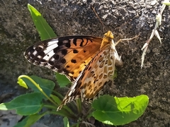 Argynnis hyperbius