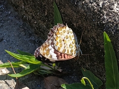 Argynnis hyperbius