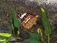 Argynnis hyperbius