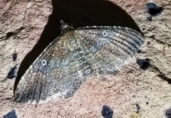 Orthonama obstipata