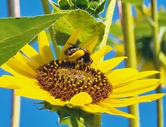 Svastra obliqua obliqua