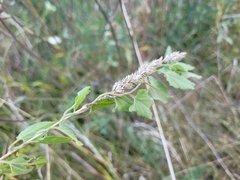 Convolvulus arvensis