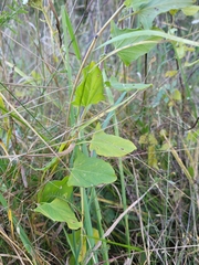 Convolvulus arvensis