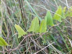 Convolvulus arvensis