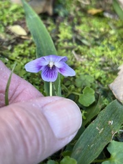 Viola perreniformis