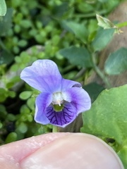 Viola perreniformis