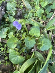 Viola perreniformis