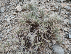 Cylindropuntia ramosissima