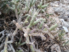 Cylindropuntia ramosissima