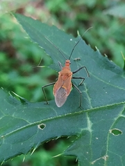 Cutocoris russatus