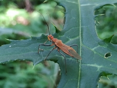 Cutocoris russatus