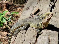 Intellagama lesueurii