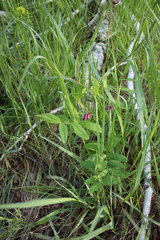 Lathyrus pisiformis