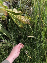 Allium geyeri tenerum