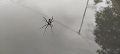Araneidae