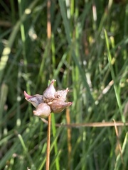 Allium geyeri tenerum