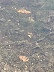 Actinopterygii