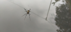 Araneidae