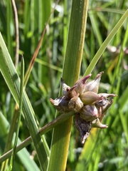 Allium geyeri tenerum