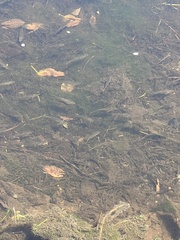 Actinopterygii