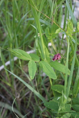 Lathyrus pisiformis