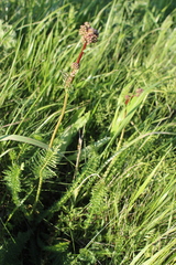 Filipendula vulgaris